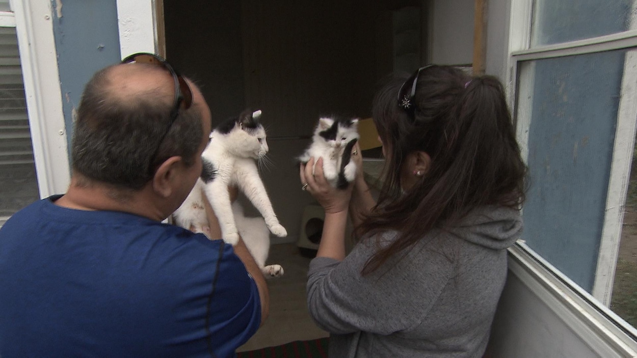 Projet De Refuge Pour Animaux Errants En Haute Gaspésie Le