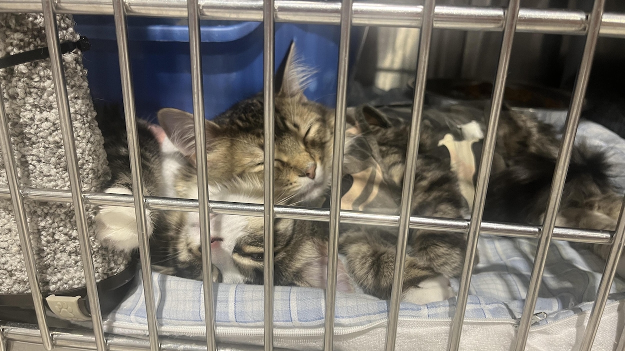 Déjà 90 animaux recueillis en juillet par la SPCA à Chicoutimi