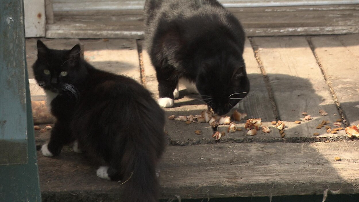 Chats errants Chats errants