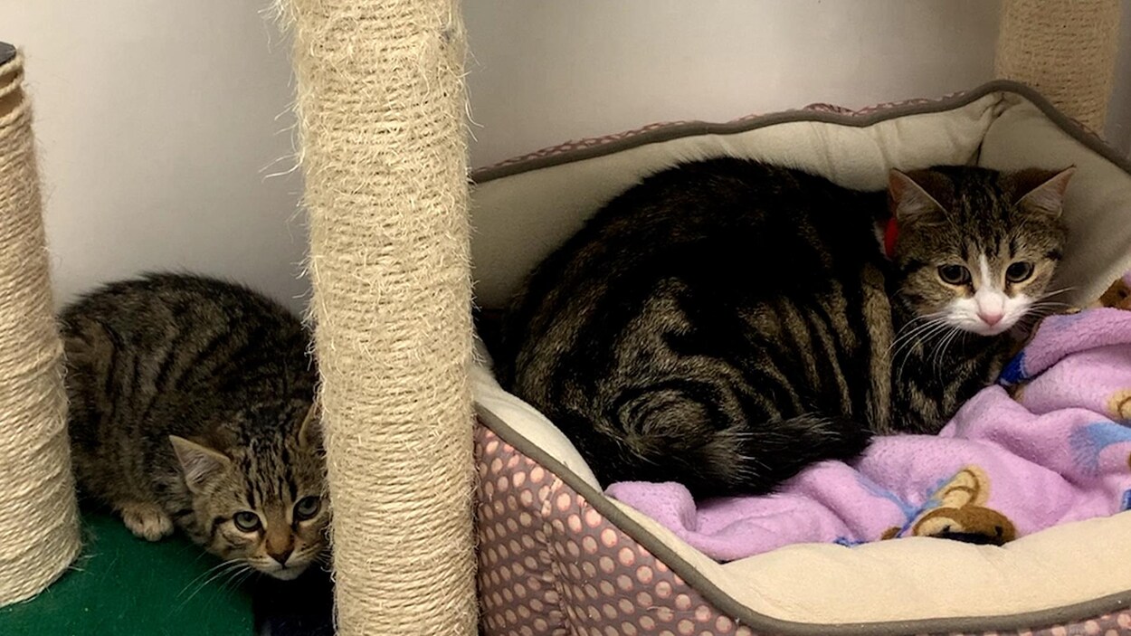 Deux chats sont couchés dans un arbre à chat.