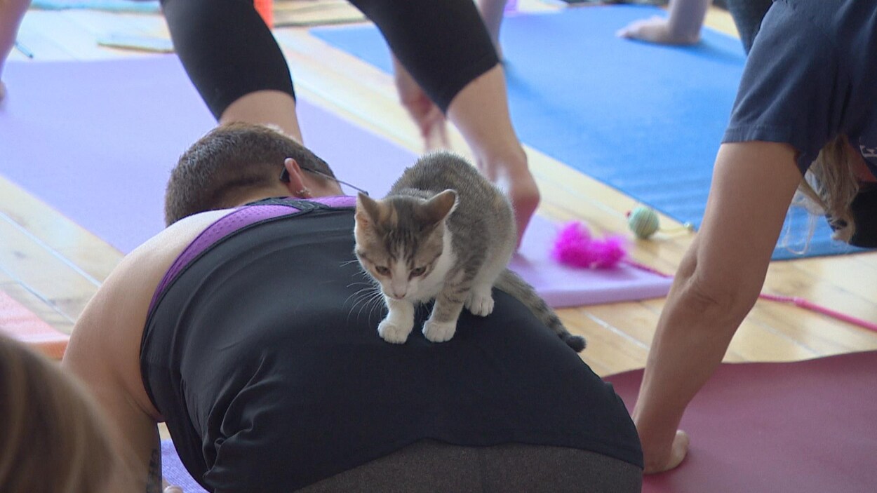 Une s ance de yoga avec des chats  Regina ICI Radio 