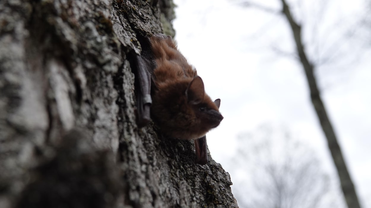 Un Nombre Record De Chauves Souris Libérées Par Le Zoo De