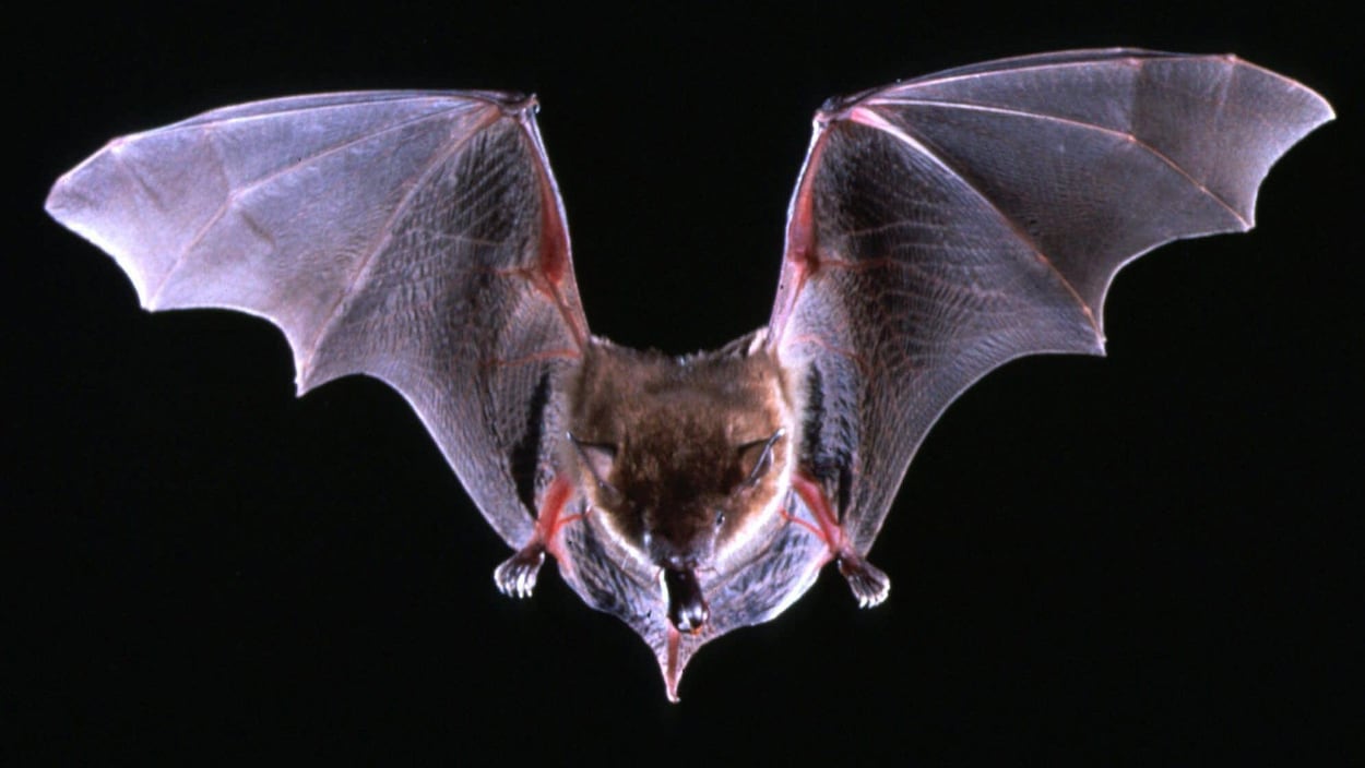 A big brown bat flys with a beetle in its mouth in this undated photo. The most common species of bat in the United States, the brown can be rabid but has rarely been linked with human cases of rabies. (AP Photo/Merlin D. Tuttle, Bat Conservation International)