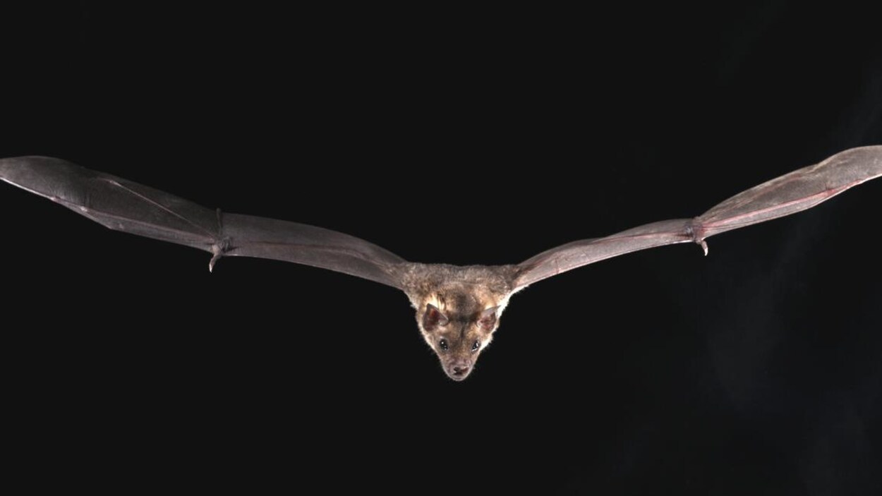 Une chauve-souris vole dans le noir.