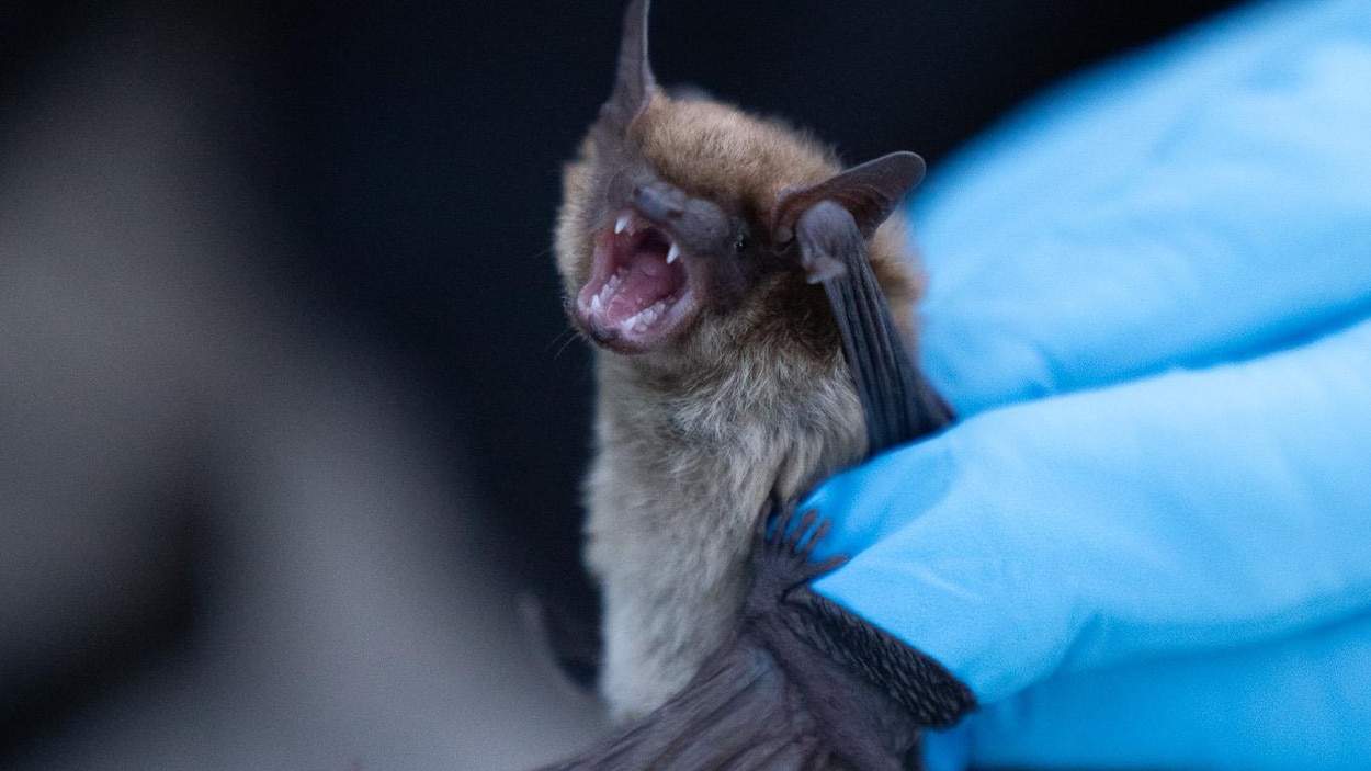 Une chauve-souris infectée par la rage a été identifiée à Granby