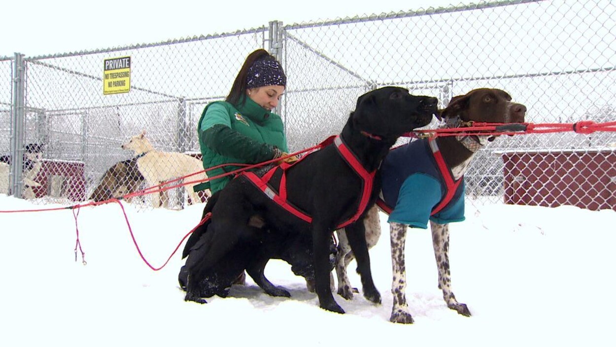 Lart De Voyager Avec Des Chiens De Traîneau Qui Nen Sont