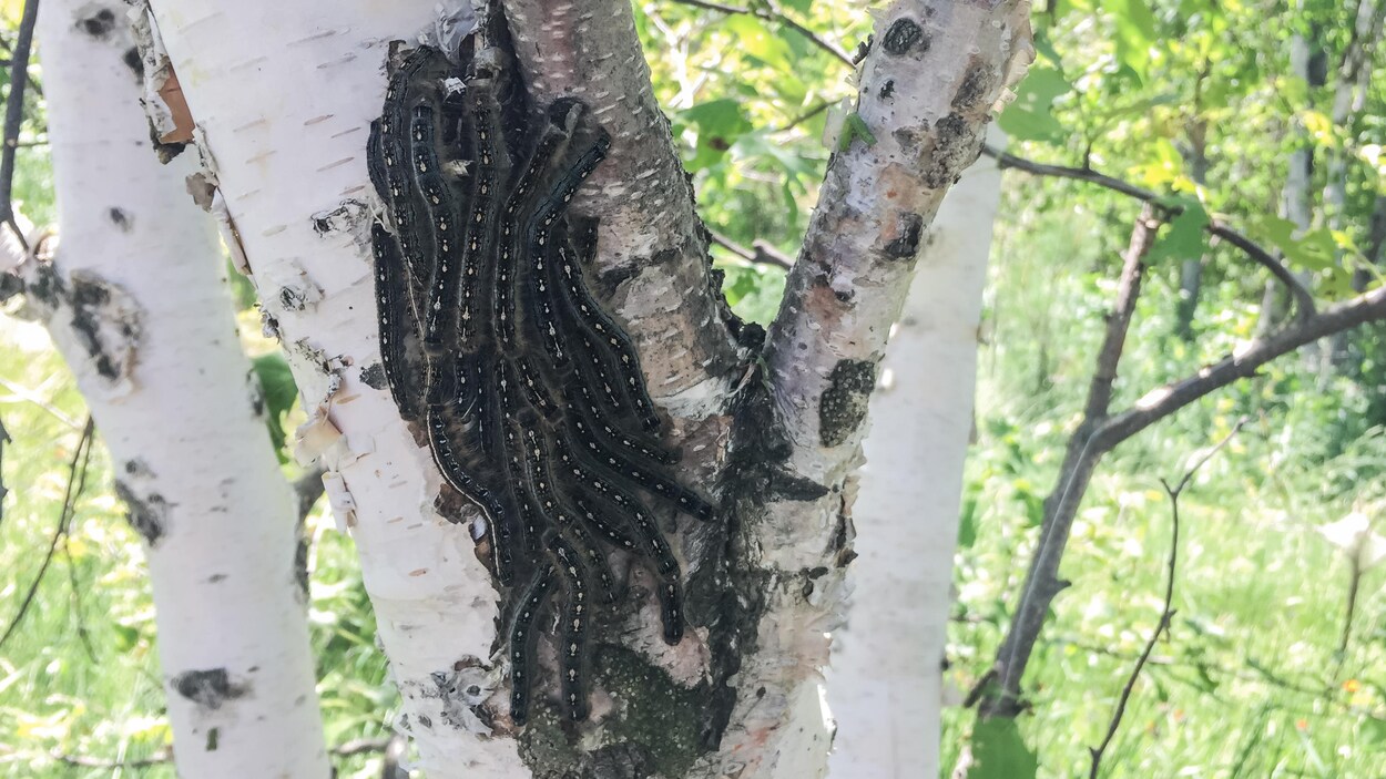 Des livrées des forêts sur un bouleau.
