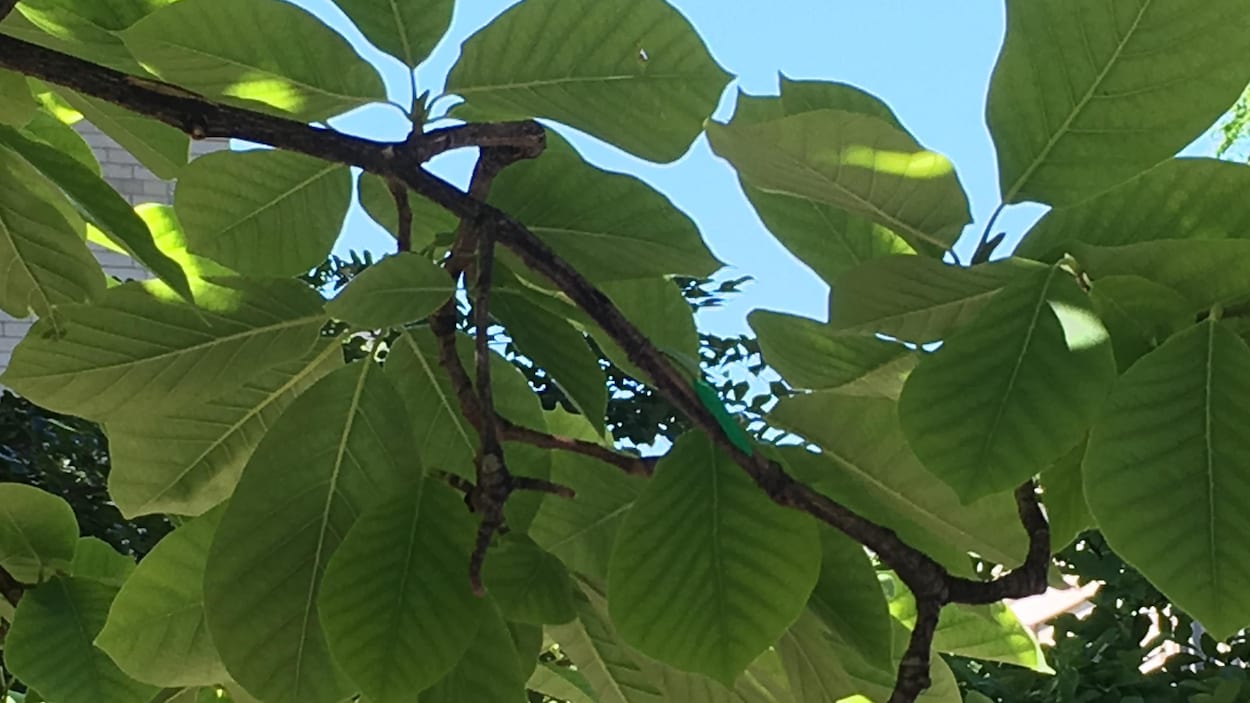 Une fausse chenille dans un arbre.