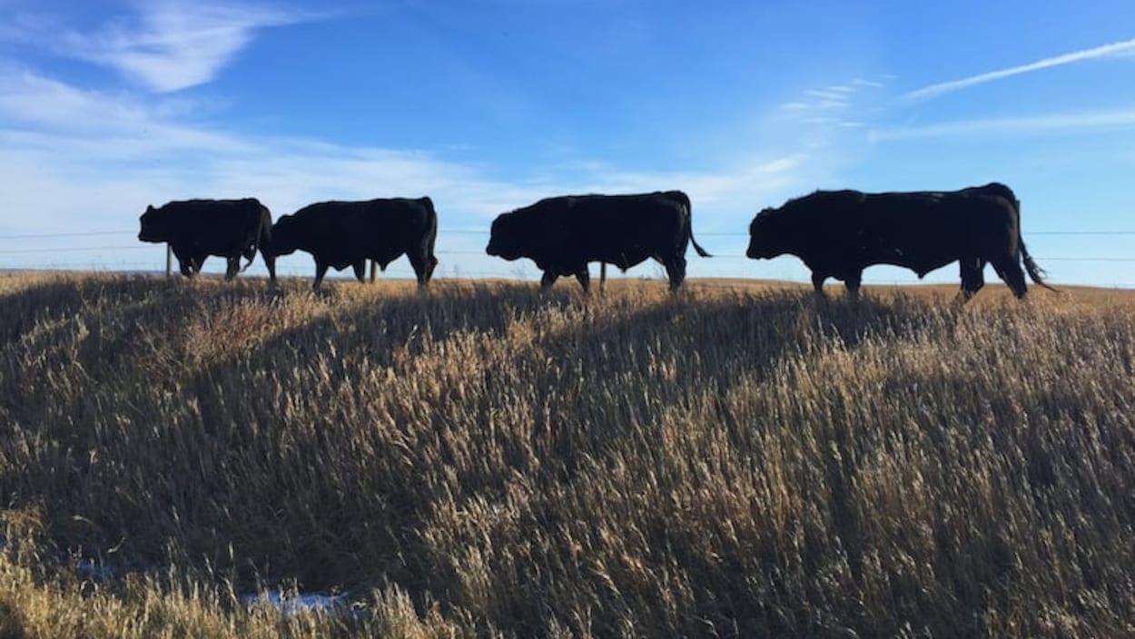La politique américaine préoccupe les éleveurs en Alberta