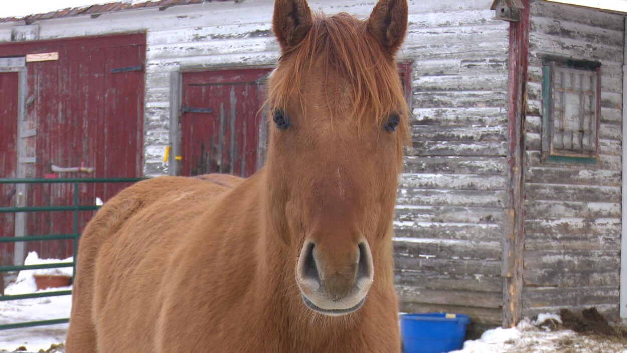 Un cheval dehors l'hiver