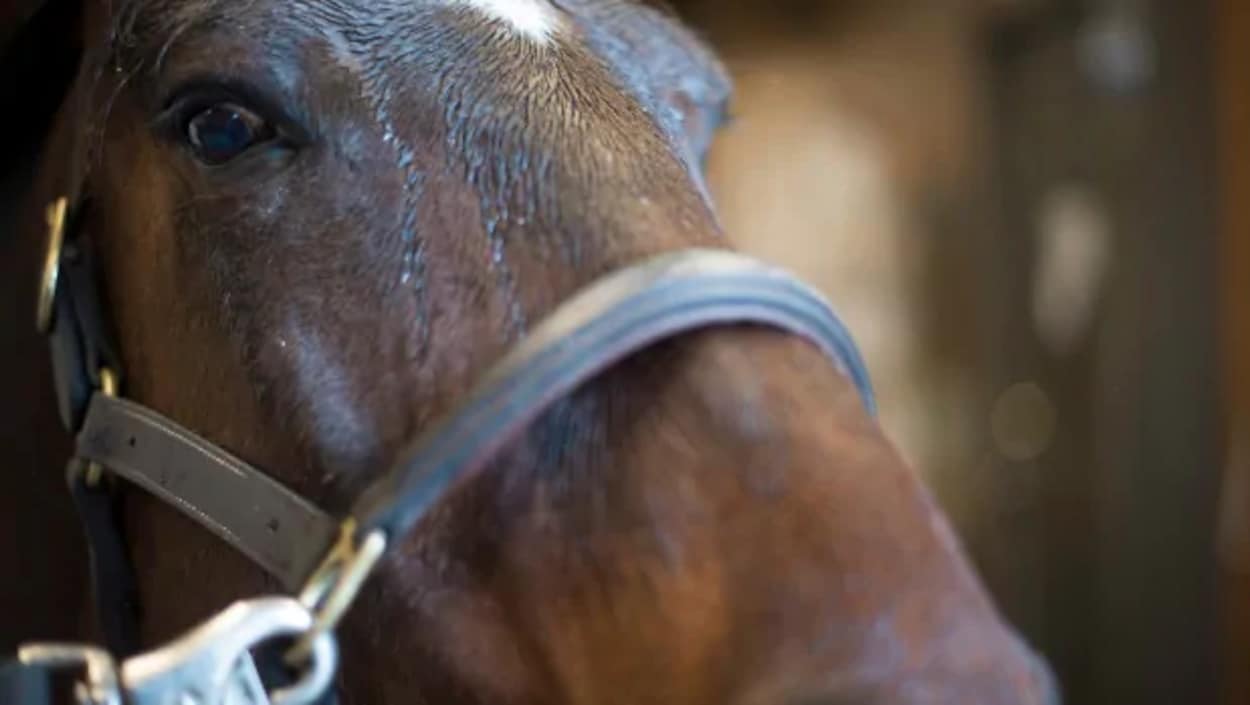 Un cheval avec sa bride vu de près.