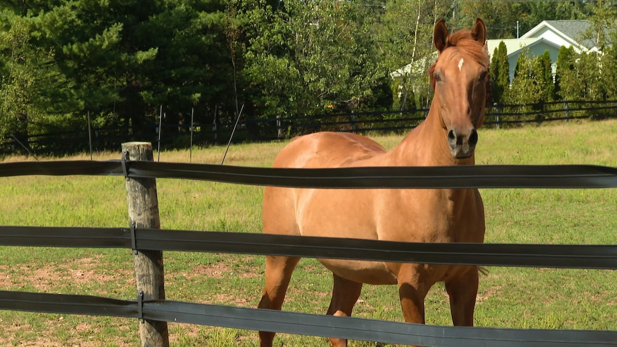 Cas confirmé d’herpèsvirus équin, les propriétaires de chevaux inquiets