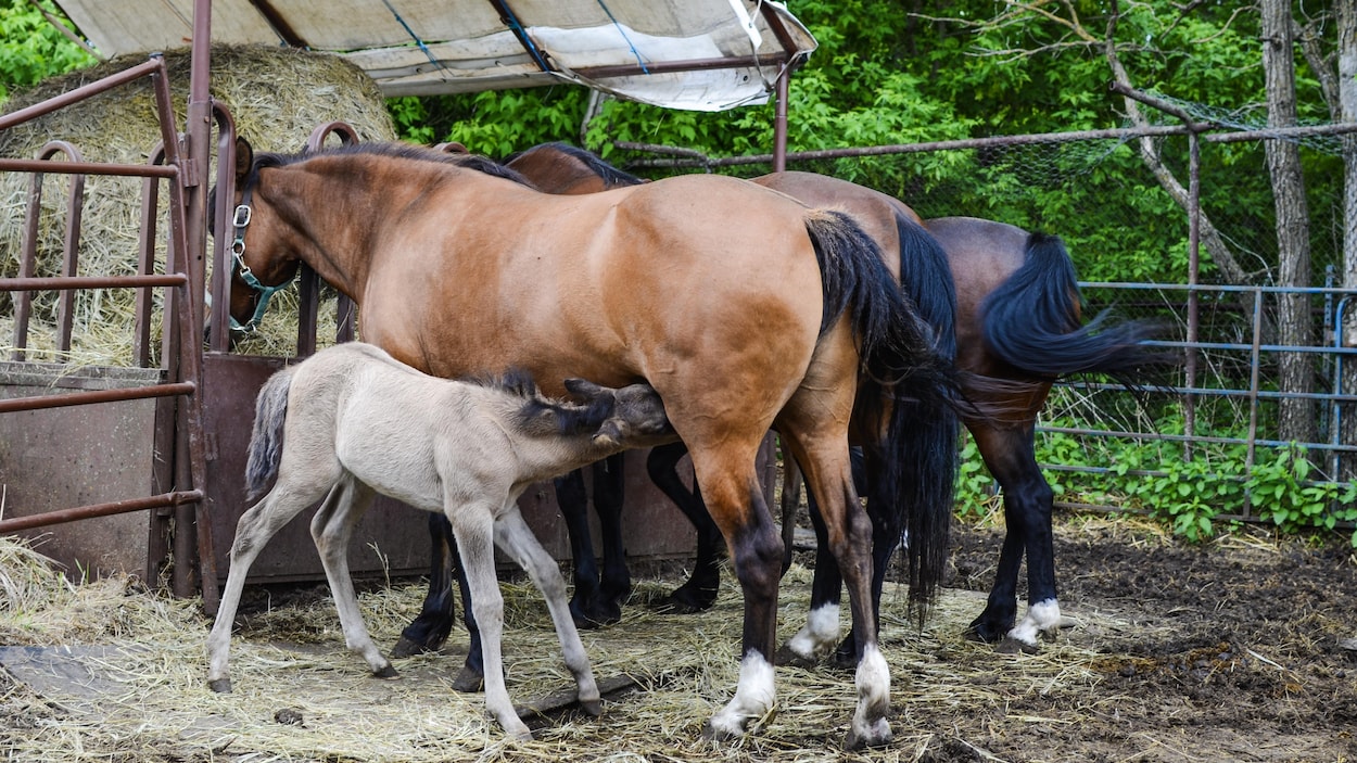 Au Manitoba, deux naissances redonnent espoir pour la survie du cheval ojibwé