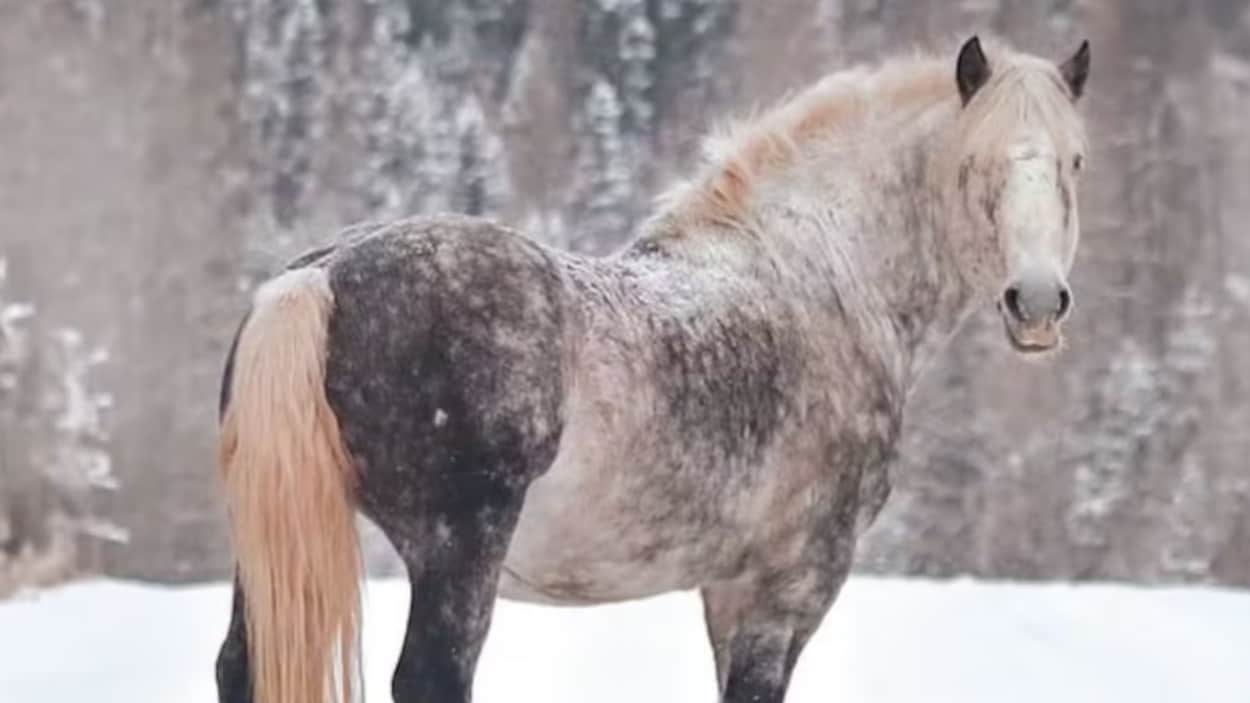 Une enquête est ouverte pour connaître les circonstances de la mort d’un cheval abattu