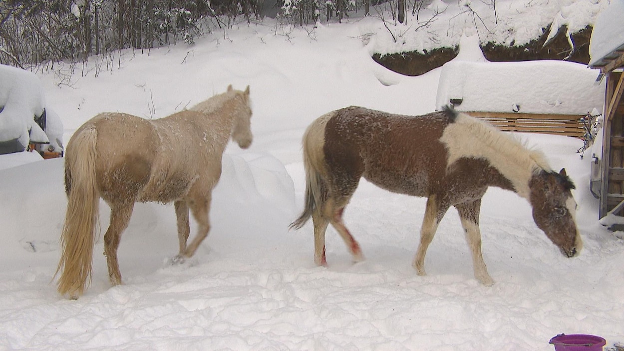 Deux cheveux marchent l'un derrière l'autre dans la neige.