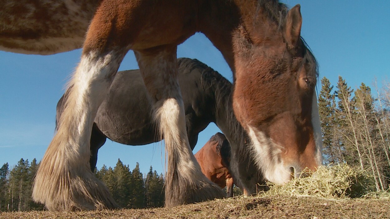 Trois chevaux mangent du foin au refuge Free Spirit