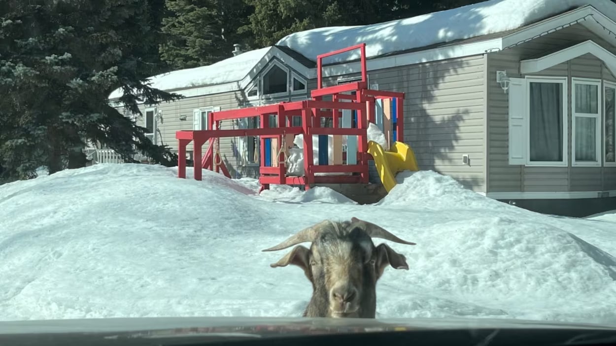 Une chèvre à travers la vitre d'une voiture près d'une maison, en hiver.
