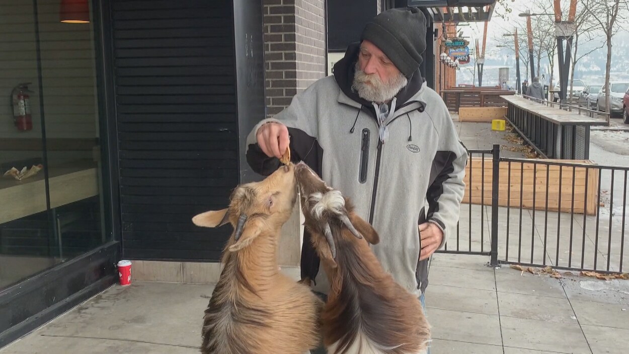 Greg Krauter est en train de donner à manger à deux chèvres, dans la rue de Summerland en Colombie-Britannique.