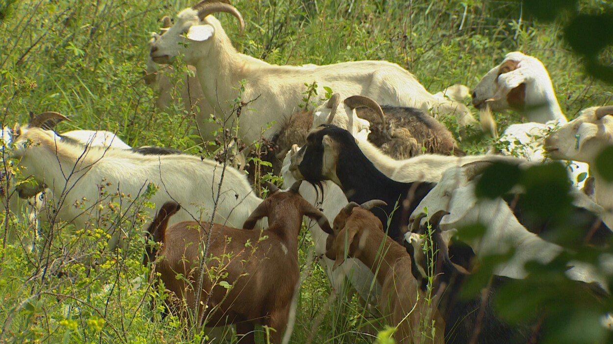 La Ville d'Edmonton lance un projet pilote : un troupeau de chèvres pour se débarrasser des mauvaises herbes au parc Rundle. La Ville d'Edmonton lance un projet pilote : un troupeau de chèvres pour se débarrasser des mauvaises herbes au parc Rundle.