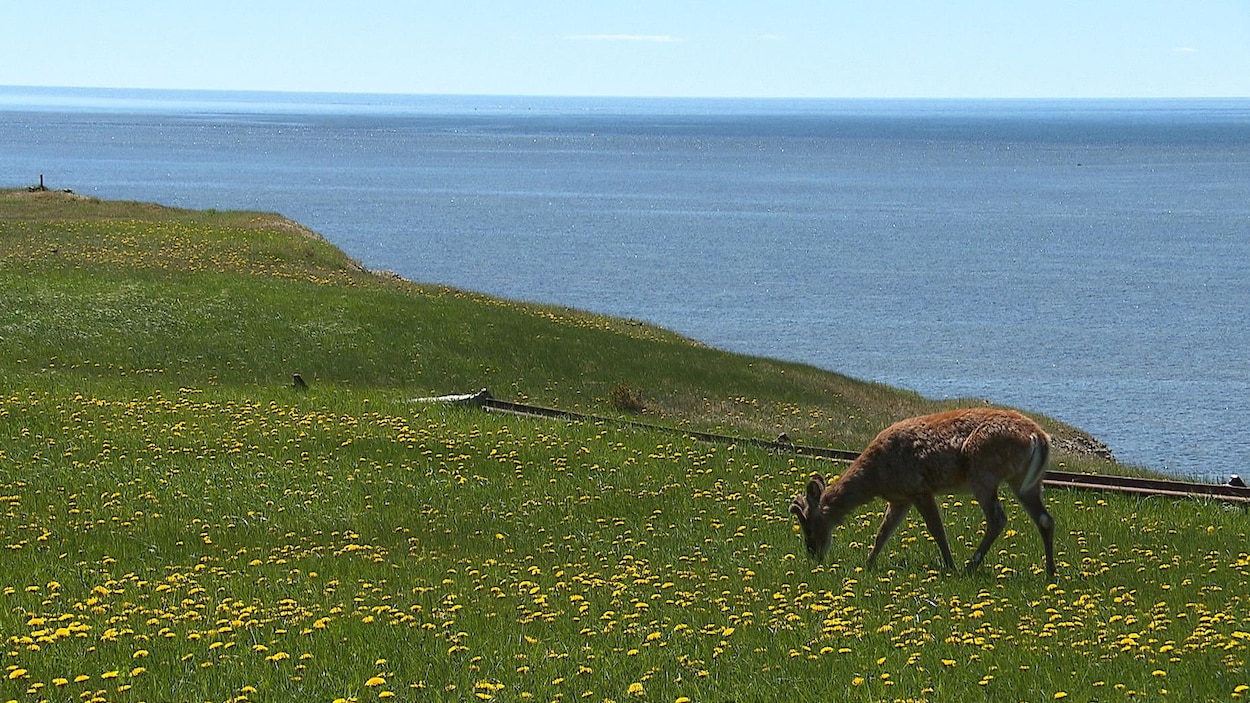 La navette Gaspésie–Côte-Nord ne se fera pas aux dépens d’Anticosti