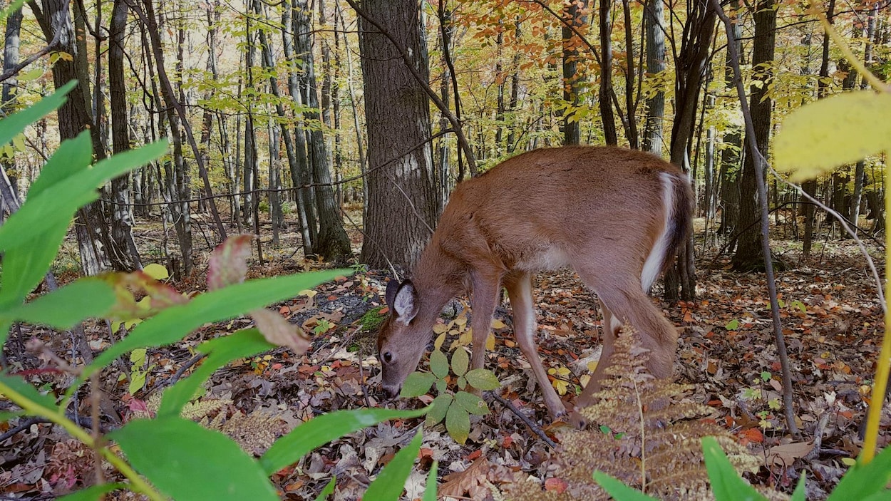Un cerf semble chercher de la nourriture parmi les feuilles mortes sur le sol.