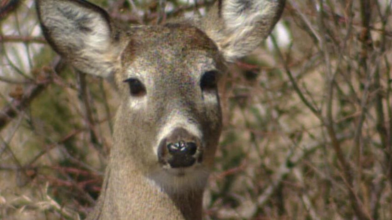 Un chevreuil dans la forêt Un chevreuil dans la forêt