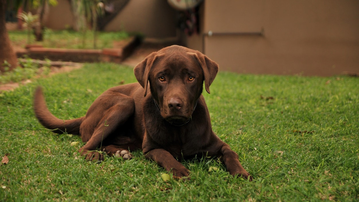 Pourquoi un chien renifle sans cesse?