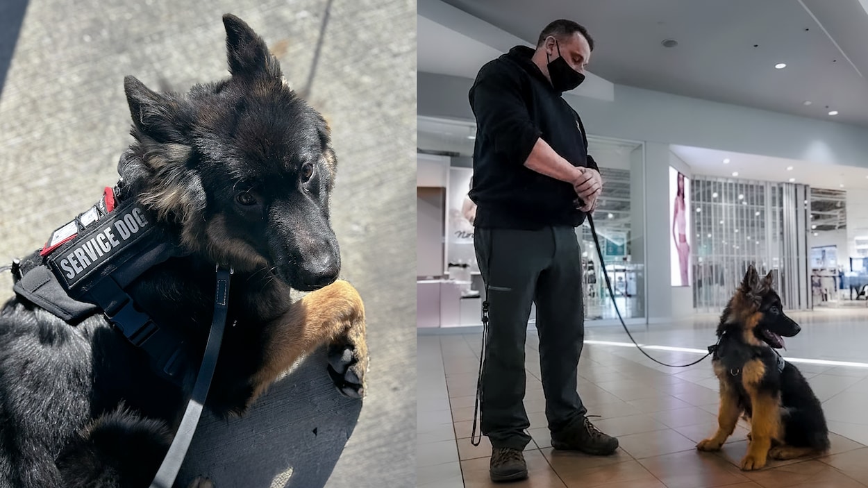 Des chiens d’assistance maltraités et mal formés aux frais des contribuables