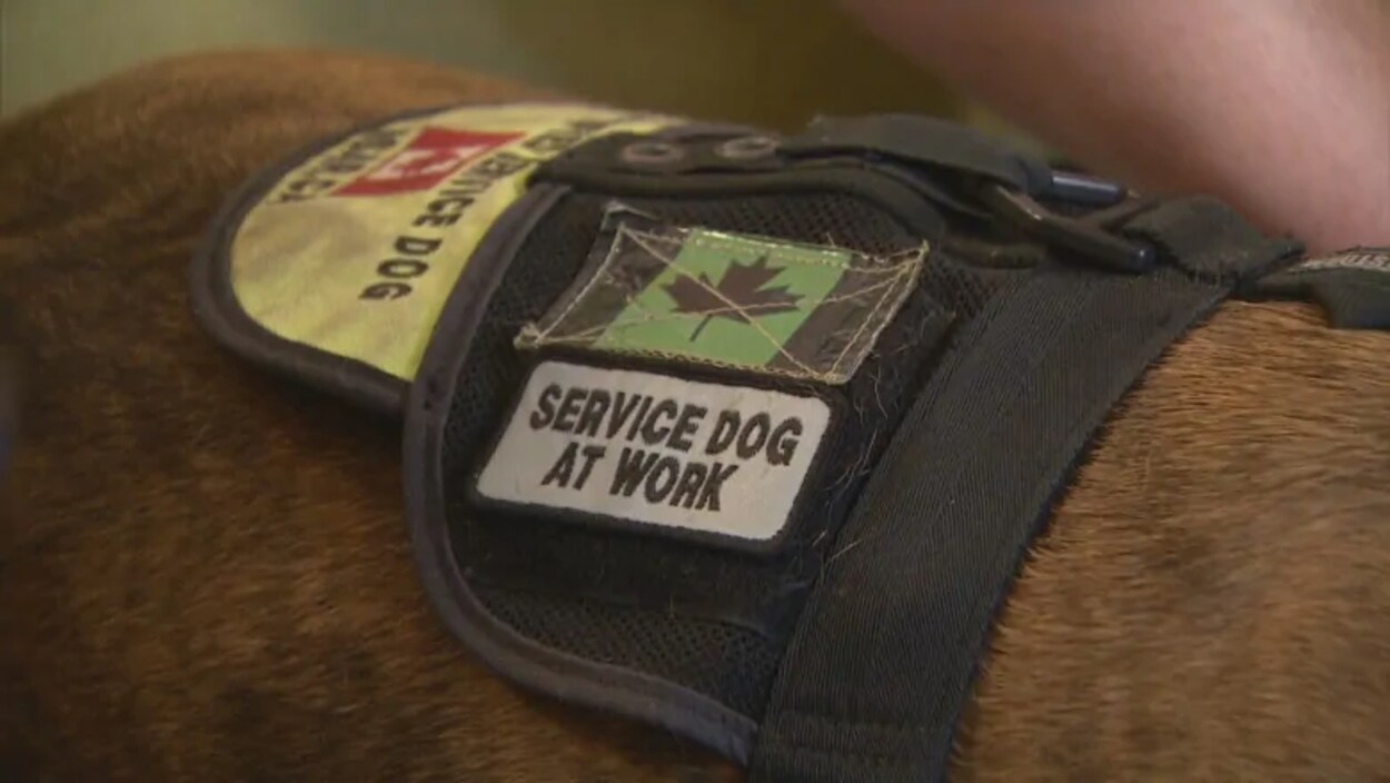 Gros plan sur une veste portée par un chien et qui dit qu'il est un chien d'assistance en service.