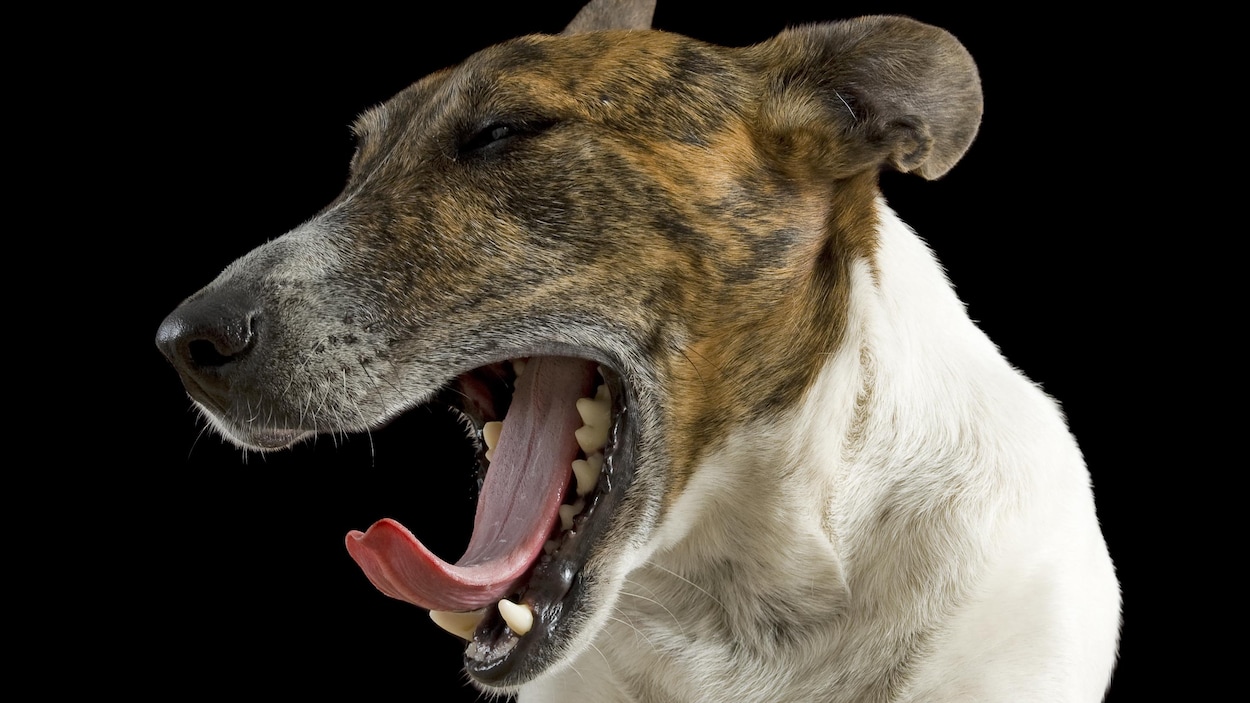 Un chien baille.