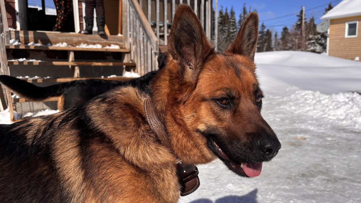 Chiots nordiques stérilisera 100 chiens en deux jours à Uashat