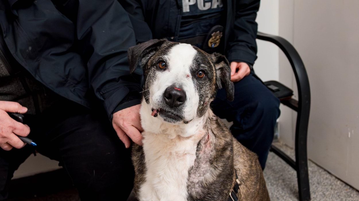 La SPCA enquête sur un chien blessé par balles à Saint-Léandre