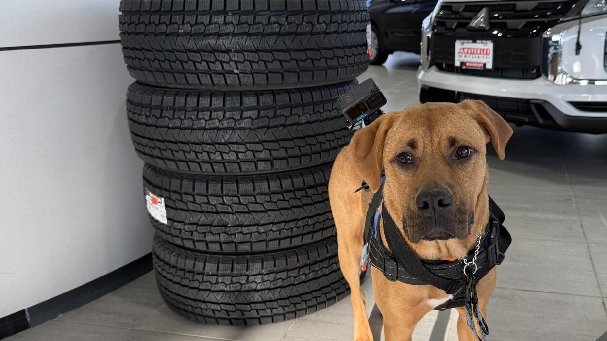 Alyssa, chienne et partenaire d’affaires !