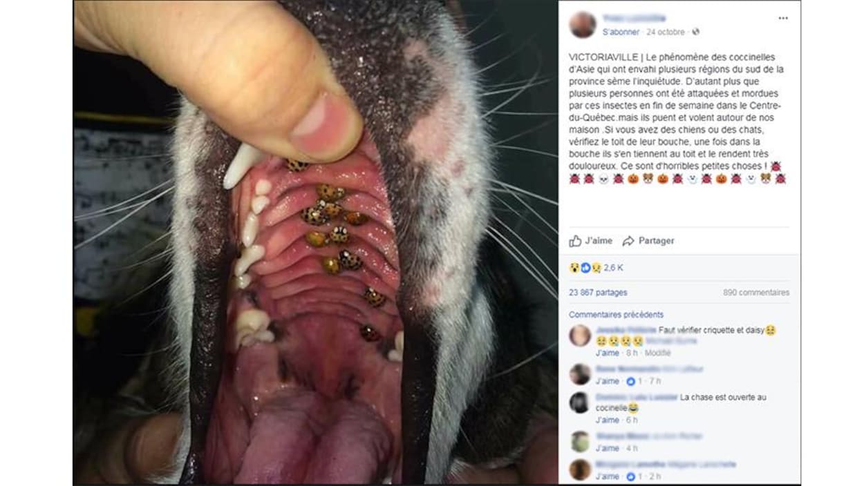 Faut il s inqui ter des coccinelles asiatiques si on a un chien