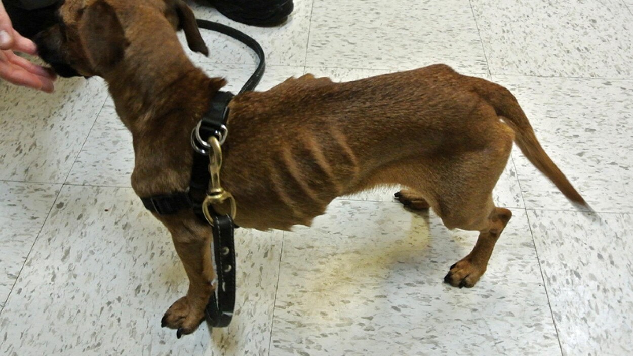 Le chien teckel saisi par la SPA de l'Estrie.