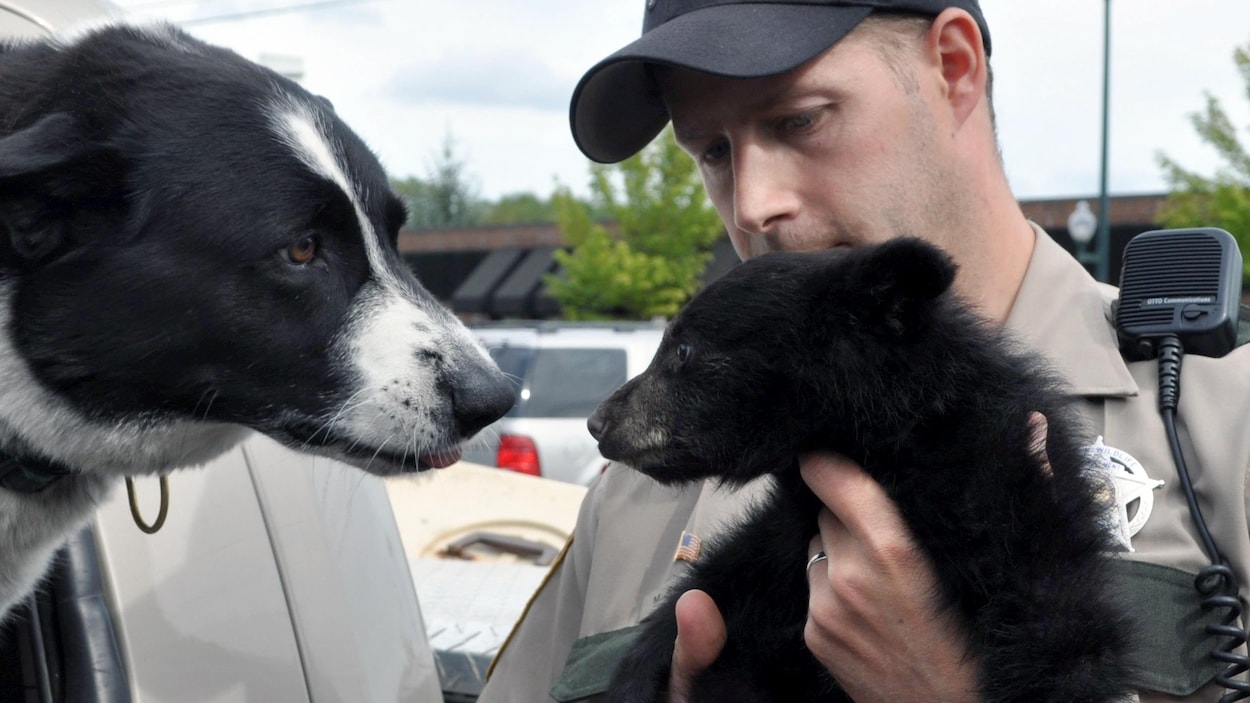 Des Chiens Dours Pour éloigner Les Ours Radio Canadaca