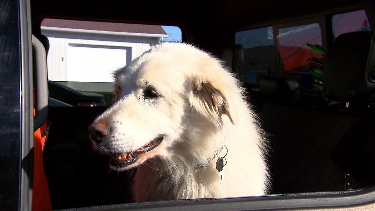 Un chien sort sa tête de la fenêtre d'un véhicule.
