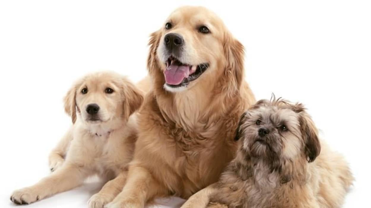 On voit trois types de golden retriever deux petits et un grand au milieu. Ils sont tous les trois de couleur beige. On voit trois types de golden retriever deux petits et un grand au milieu. Ils sont tous les trois de couleur beige.