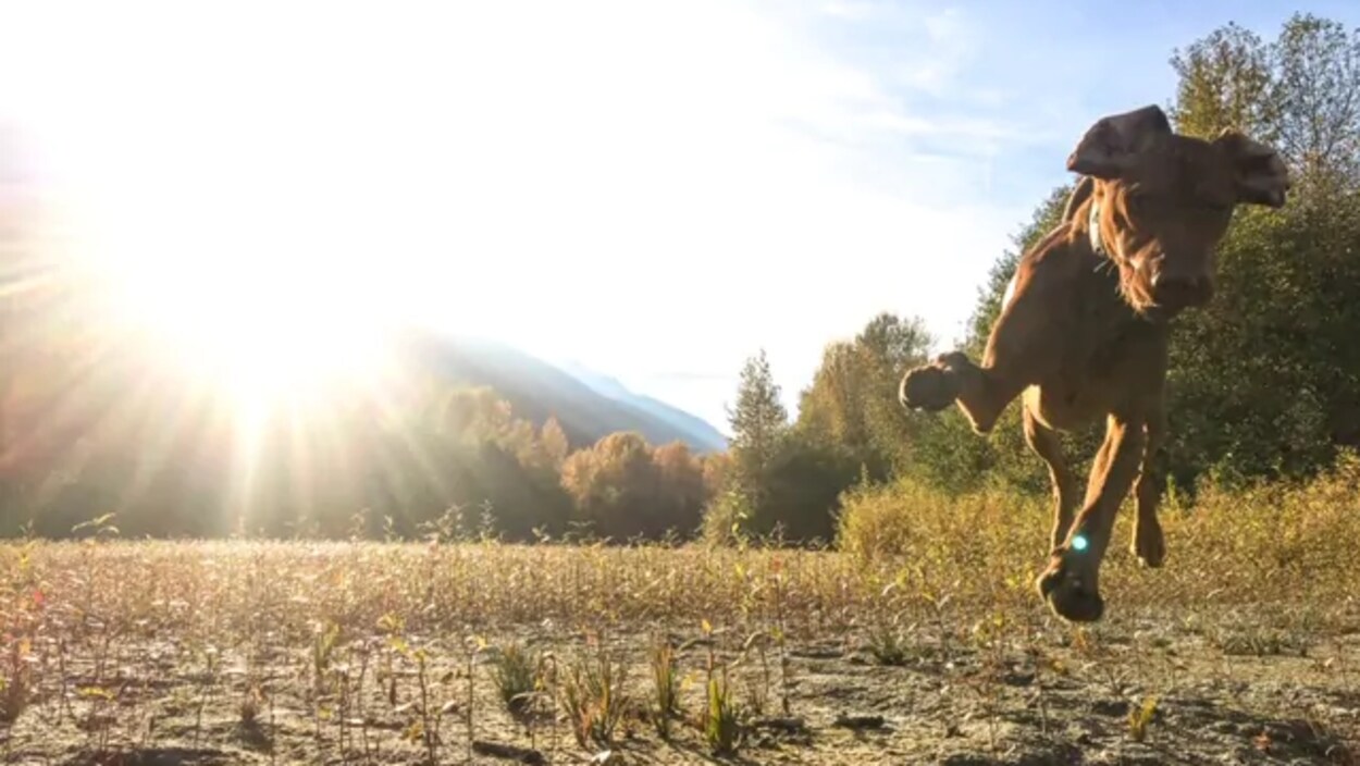 Un chien brun en pleine course dans un champ.