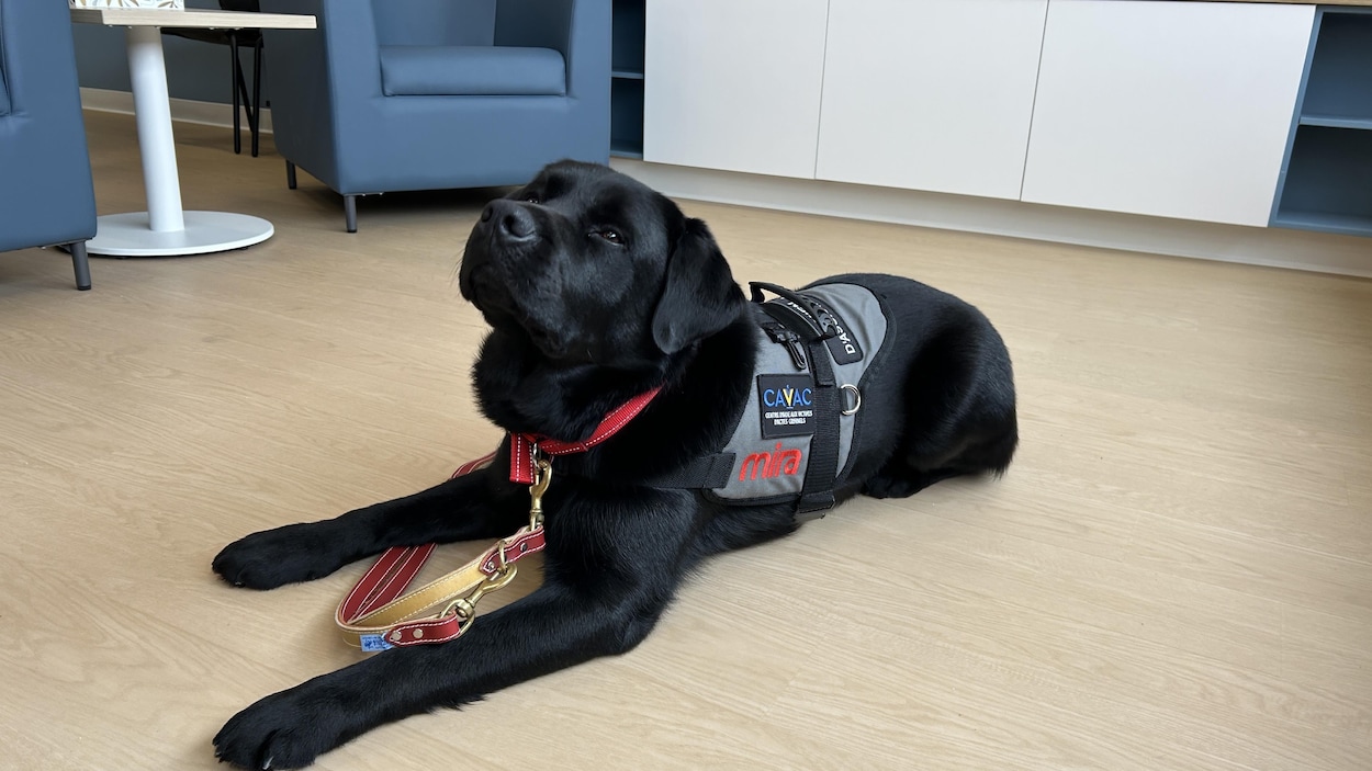 Du réconfort canin pour affronter le tribunal