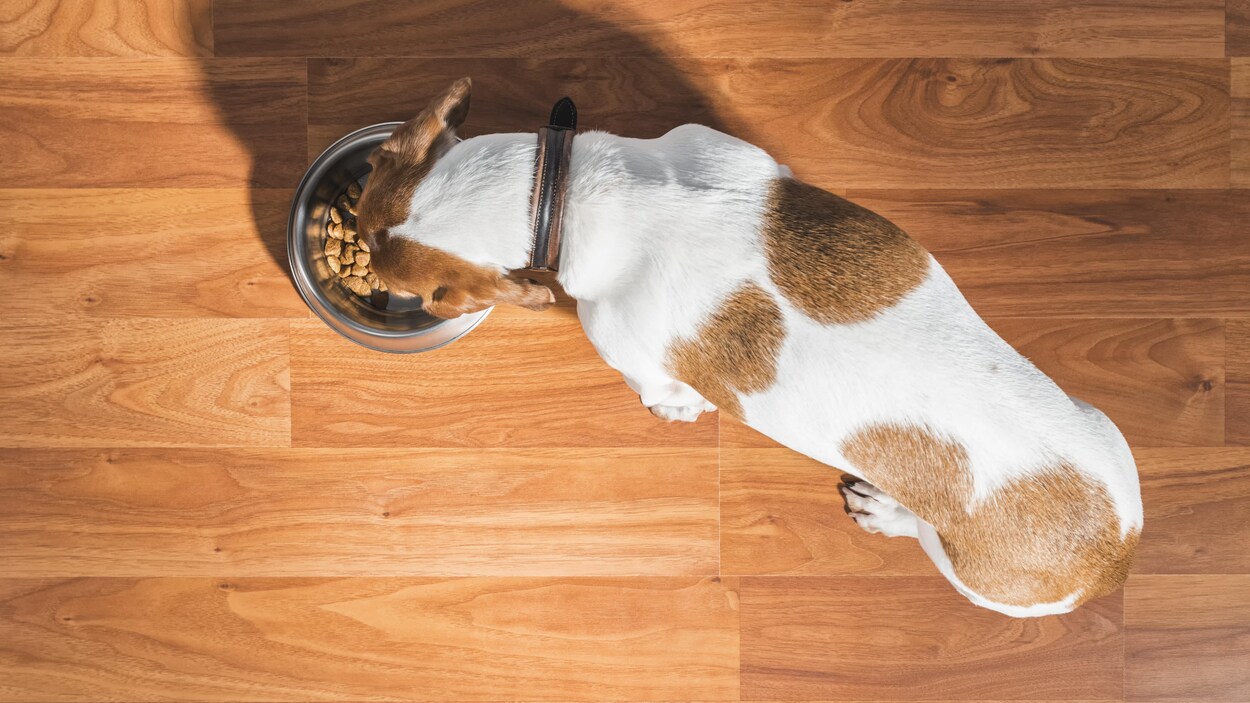 Une vue en plongée d'un chien blanc et blond qui mange des croquettes dans son bol.