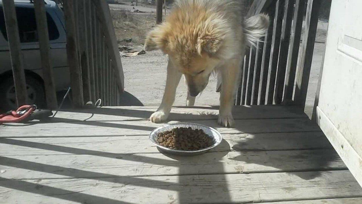 Un chien sur le point de manger sur une galerie, en haut des marches. Un chien sur le point de manger sur une galerie, en haut des marches.