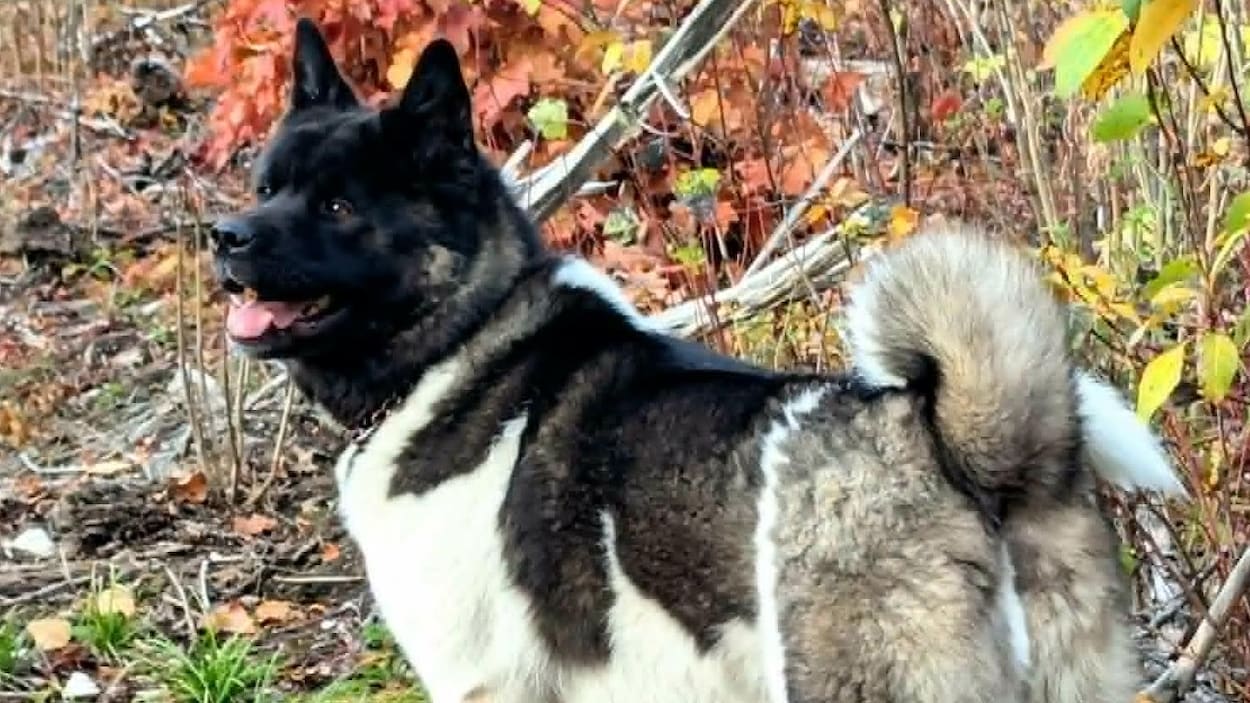 Animaux domestiques morts dans des pièges : Québec ne bougera pas