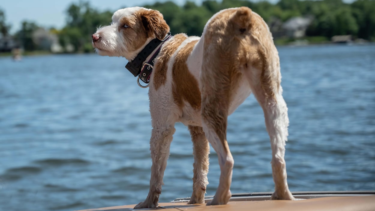 Coupe de la queue chez le chien : le grand oubli de la nouvelle loi ontarienne?