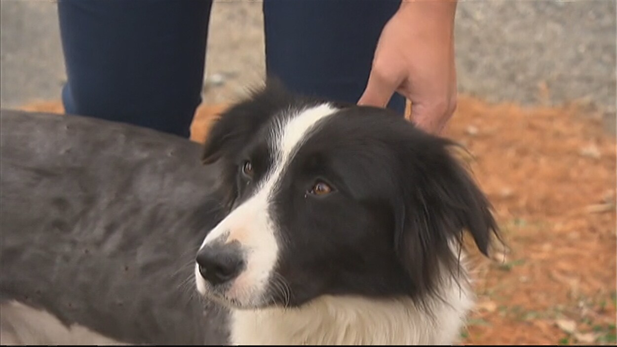 Un border collie a été retrouvé criblé de balles dimanche à Saint-Lucien, près de Drummondville. Un border collie a été retrouvé criblé de balles dimanche à Saint-Lucien, près de Drummondville.