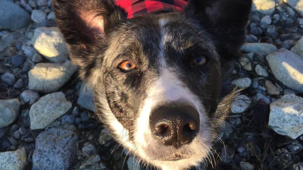 La Mort Tragique Dun Chien Divise Une Petite île De C B