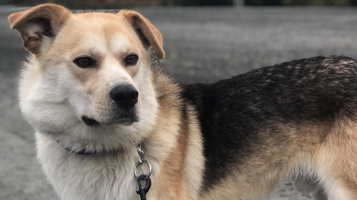 Un chien regarde au loin.