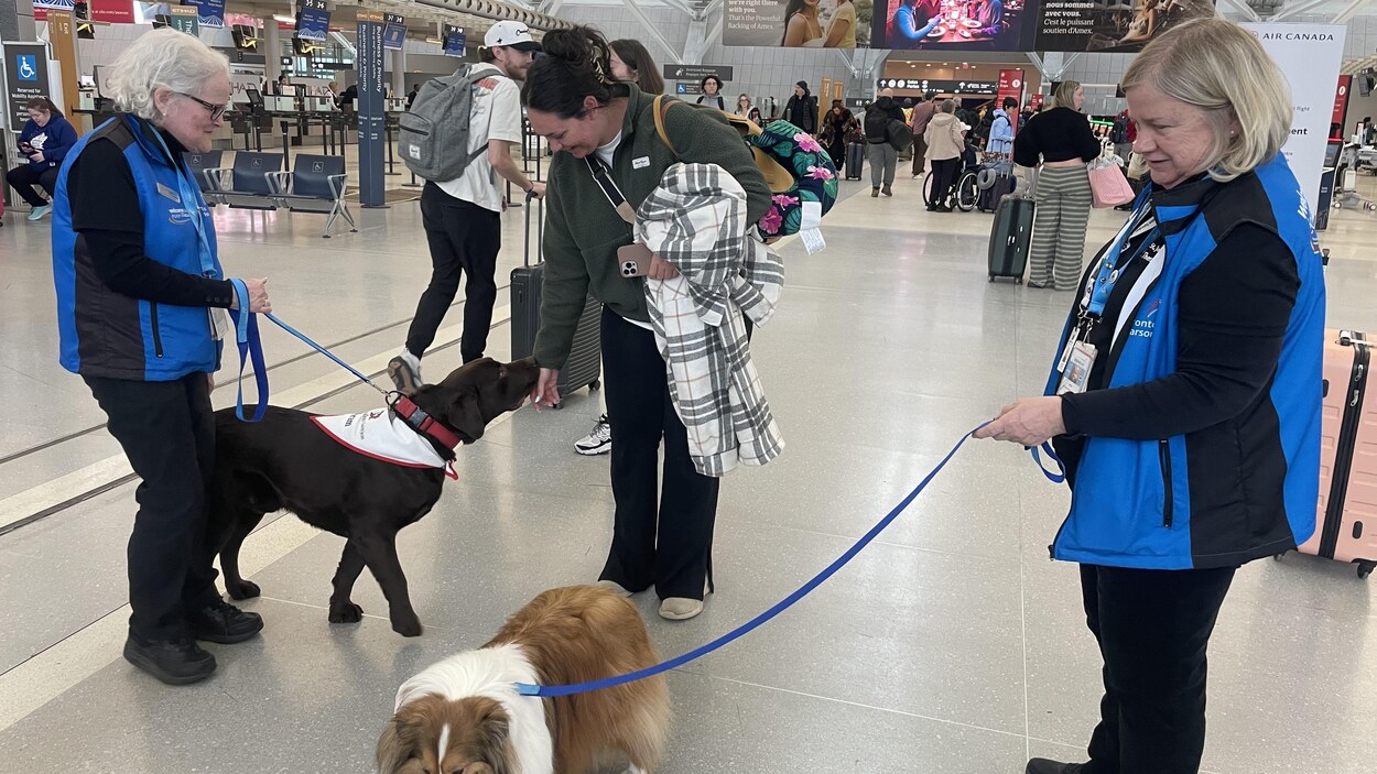 Des chiens de thérapie pour aider les voyageurs à surmonter le stress