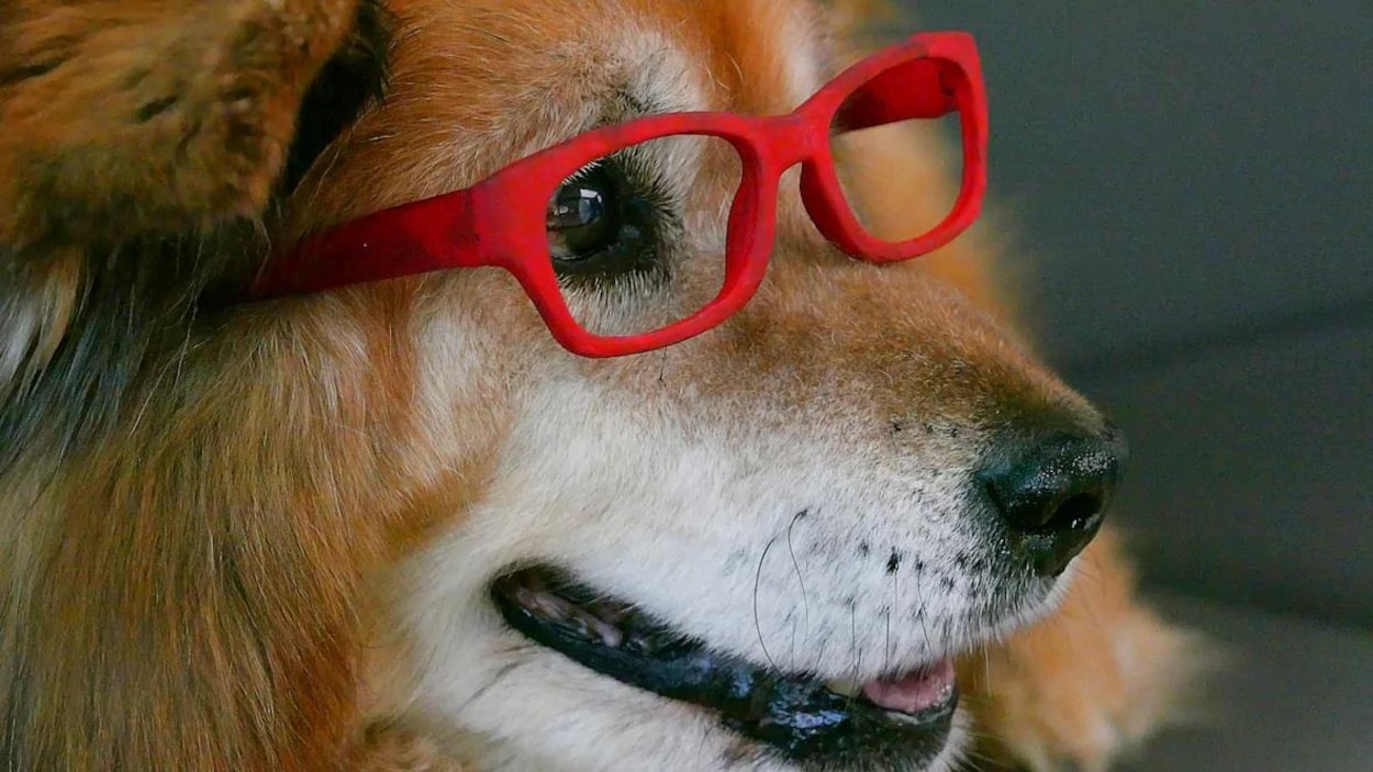 Le chien Rusty arborant les lunettes rouges qui sont sa marque de commerce regarde au loin la gueule légèrement ouverte.
