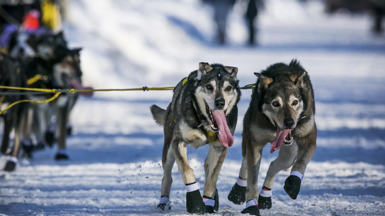 Des Meneurs De Chiens De Traîneau Dénoncent Un Documentaire